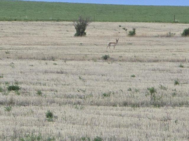 Land for sale in Choteau, Montana