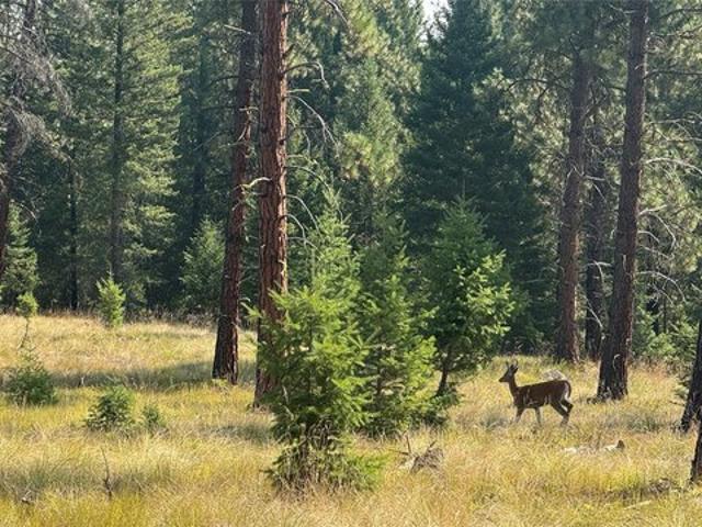 Land for sale in Libby, Montana