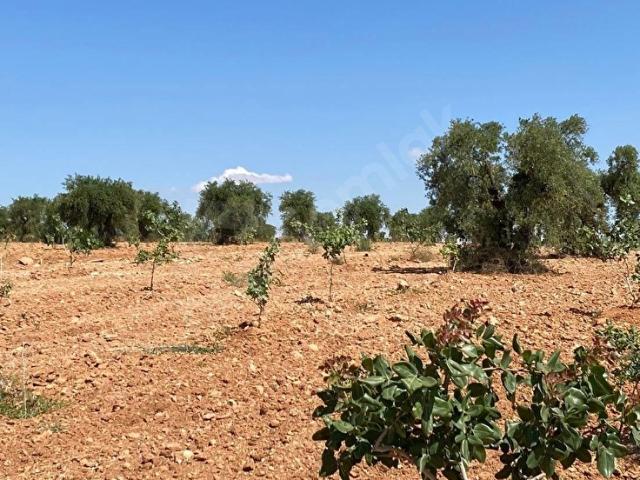 Nizip, Gaziantep içerisinde satılık mülk