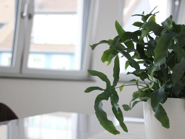 Apartment mieten in Pungshaus, Hilden