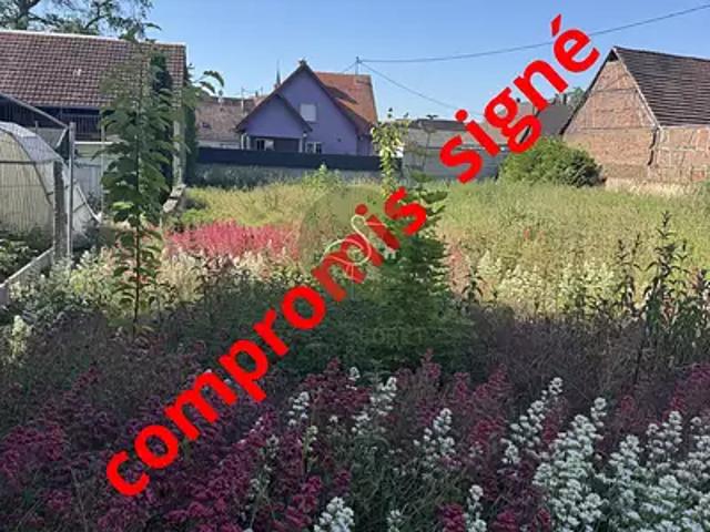 Terrain vente à Haguenau-Wissembourg, Niederschaeffolsheim