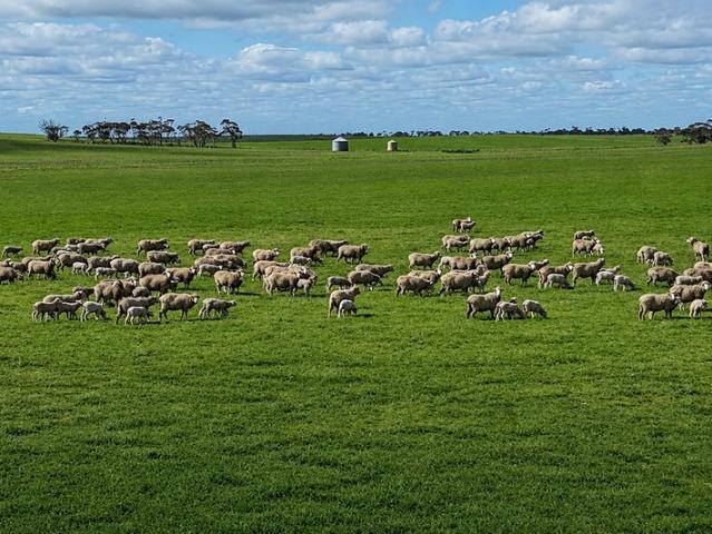 Property for sale in Nildottie, South Australia