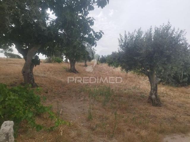 Terreno venda em Nisa, Portalegre