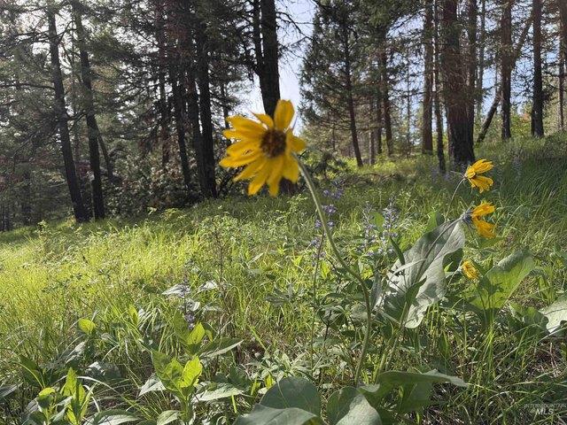 Land for sale in Idaho