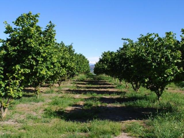Terreno in vendita a Piemonte, Asti