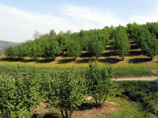 Terreno in vendita a Piemonte, Asti