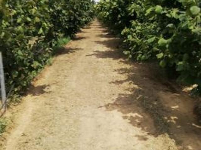 Terreno in vendita a Piemonte, Alessandria