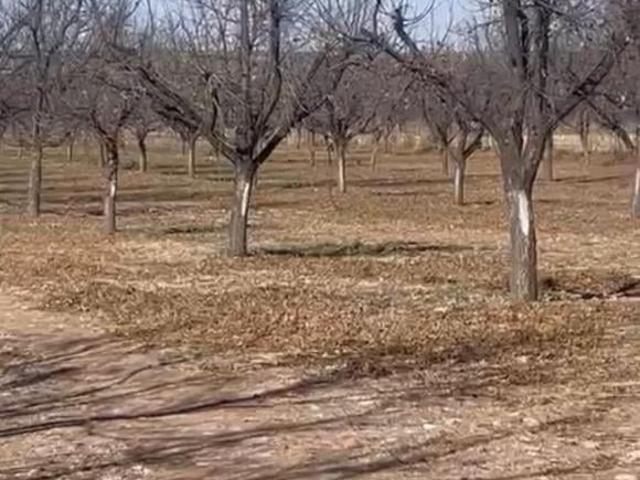 NOGALERA EN VENTA CON EQUIPO Y MAQUINARIA, EN FLORES MAGON. CHIH
