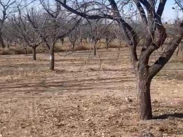 NOGALERA EN VENTA CON EQUIPO Y MAQUINARIA, EN FLORES MAGON. CHIH