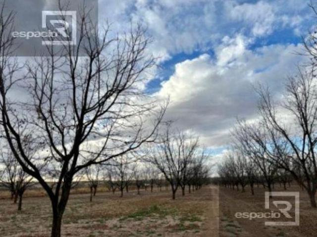 NOGALERA EN VENTA CON EQUIPO Y MAQUINARIA, EN FLORES MAGON. CHIH