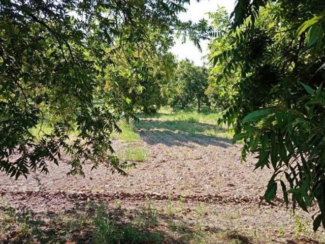 NOGALERA EN VENTA CON EQUIPO Y MAQUINARIA, EN FLORES MAGON. CHIH