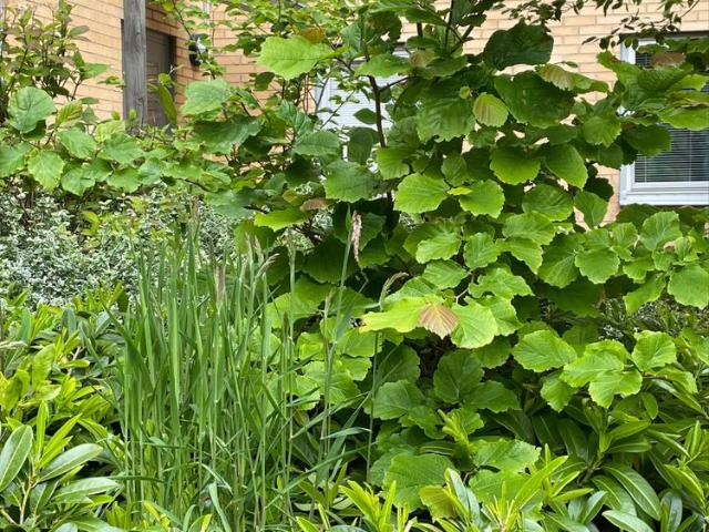 Lägenhet hyra i Halmstad, Halland