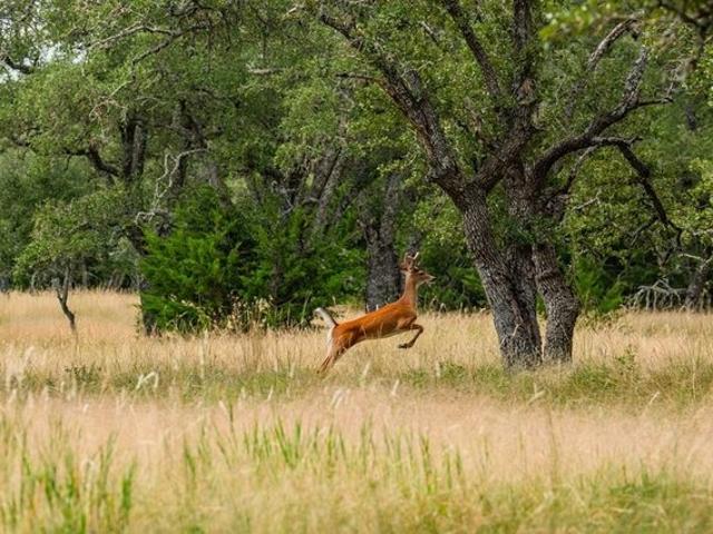 Land for sale in Doss, Texas
