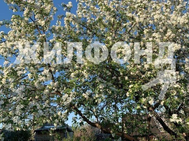 Квартира продажа в Новосибирская область