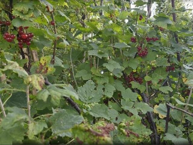Grunt na sprzedaż w Reda, Pomorskie