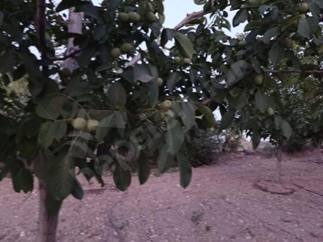 Karaahmetli, Güney içerisinde satılık Arsa