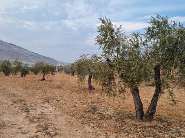 Kuskunkıran, Kilis Merkez içerisinde satılık mülk
