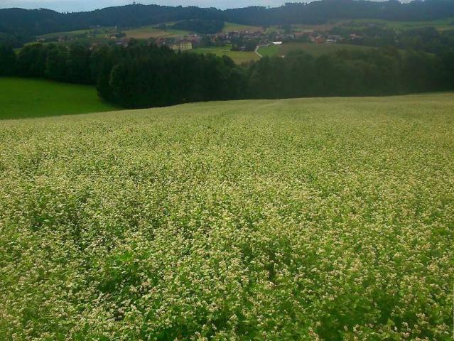 Grundstück kaufen in Parz, Grieskirchen