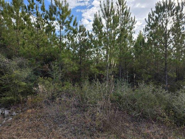 Land for sale in Altha, Florida