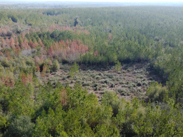 Land for sale in Altha, Florida
