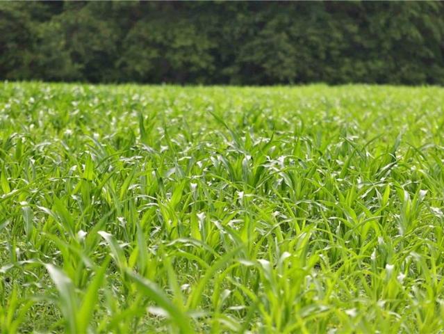 Farm for sale in Ray, Missouri