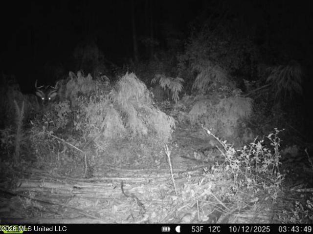 Land for sale in Bogue Chitto, Mississippi