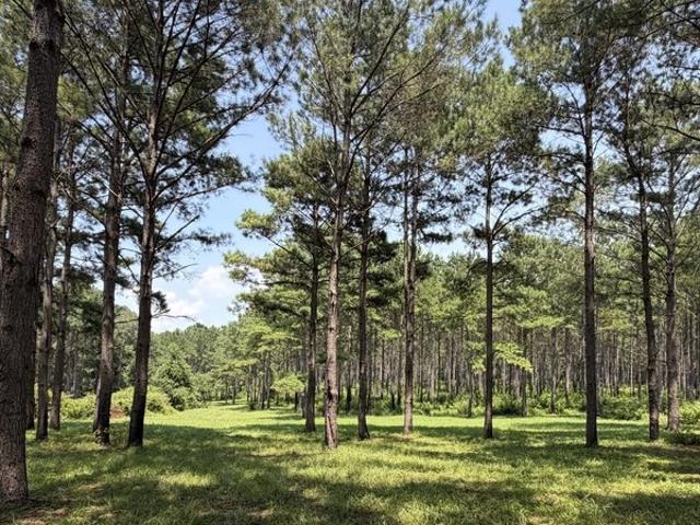 Land for sale in Elba, Alabama