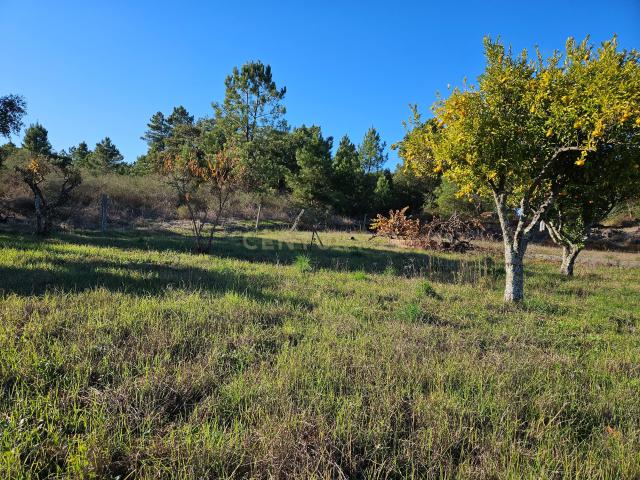 Terreno venda em Castelo Branco