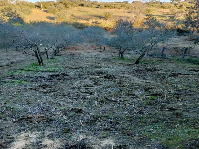 Terreno venda em Alcorriol, Torres Novas