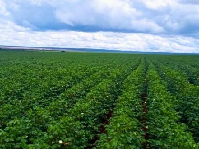 Sítio e chácara venda em Região Geográfica Imediata de Cuiabá, Região Metropolitana do Vale do Rio Cuiabá