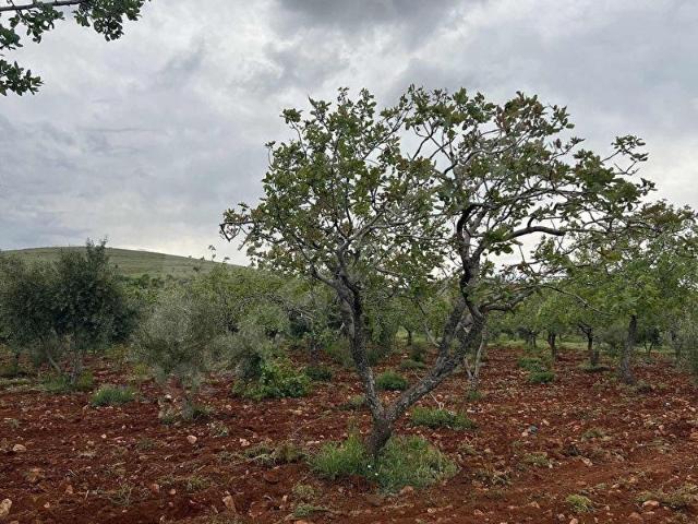 Gürsu Mahallesi, Oğuzeli içerisinde satılık Arsa