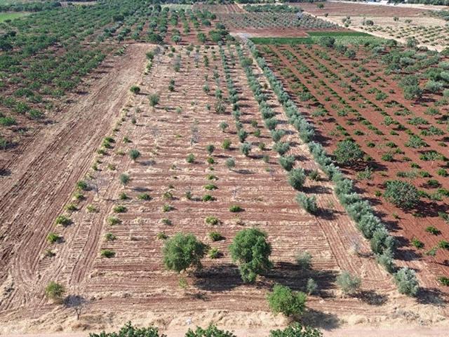 Kurtuluş Mahallesi, Oğuzeli içerisinde satılık Arsa