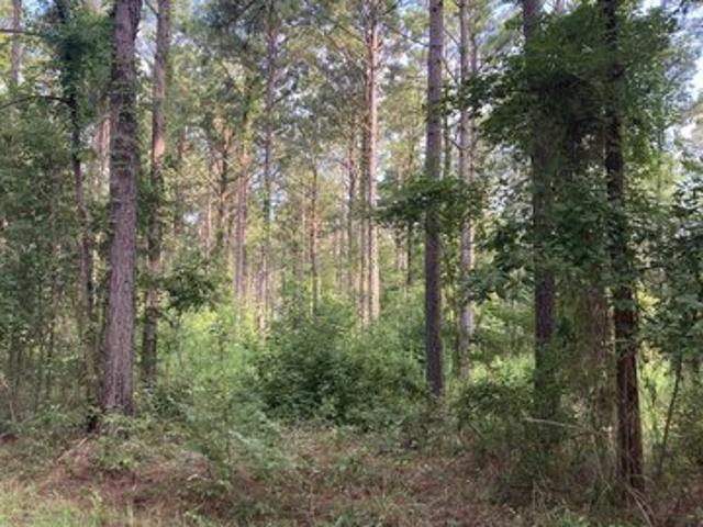 Land for sale in Bienville, Louisiana