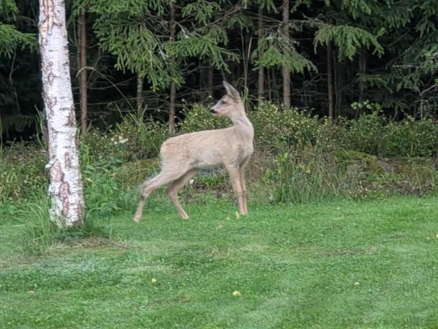 Gård till salu i Värmland