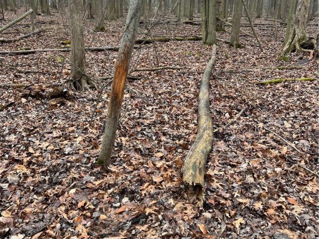 Land for sale in Elyria, Lorain County