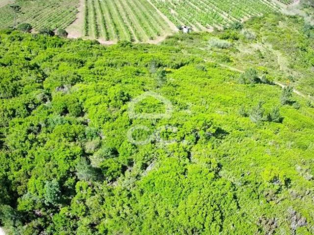Terreno venda em Óbidos, Leiria