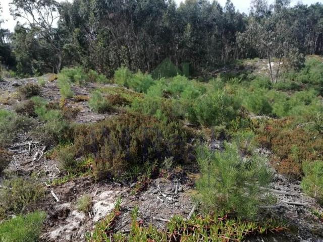 Terreno venda em Casal da Toiça, Óbidos