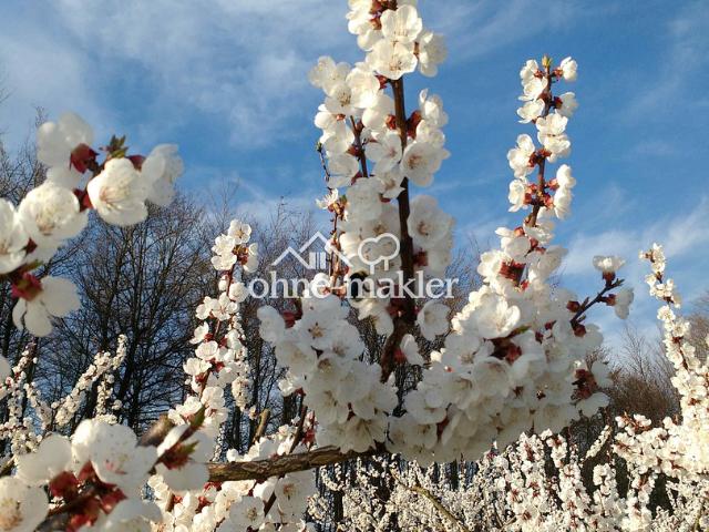 Immobilie kaufen in Emmersdorf an der Donau, Niederösterreich