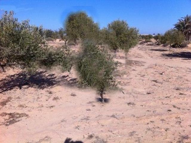Terrain vente à Djerba - Houmet Essouk