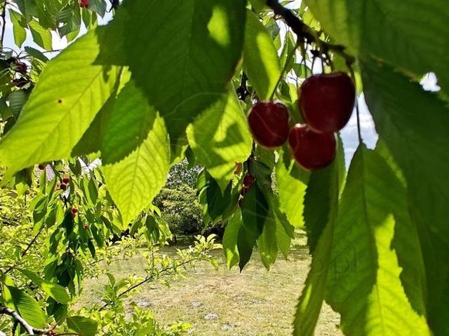 Grunt na sprzedaż w Łódź, Łódzkie