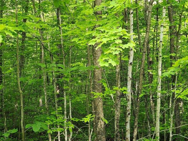 Land for sale in Sawyer, Wisconsin