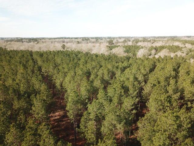 Land for sale in Zwolle, Louisiana