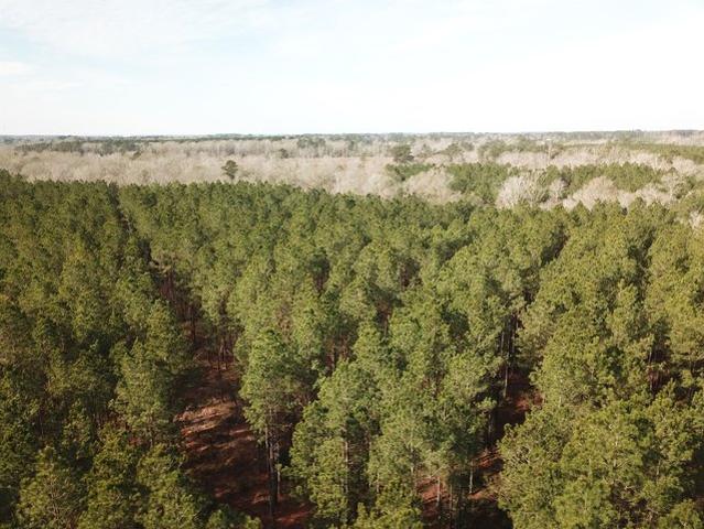 Land for sale in Zwolle, Louisiana