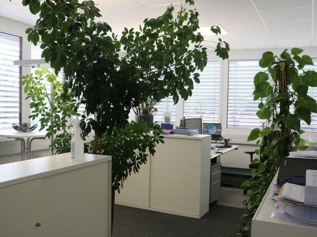 Büro kaufen in Arbon, Thurgau