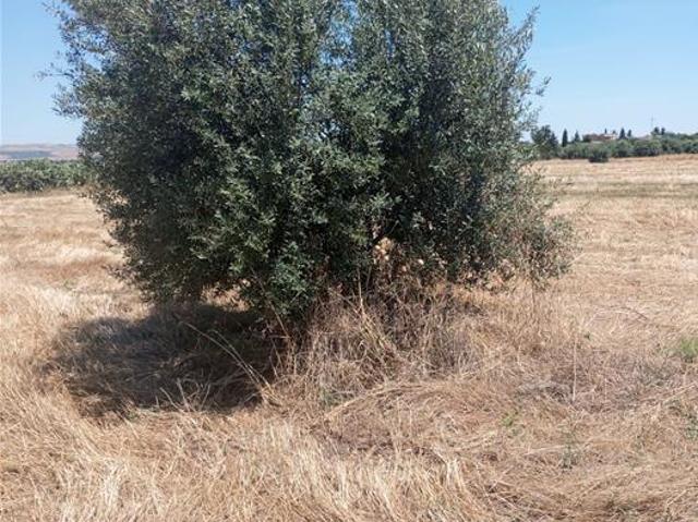 Terrain vente à Beja Nord