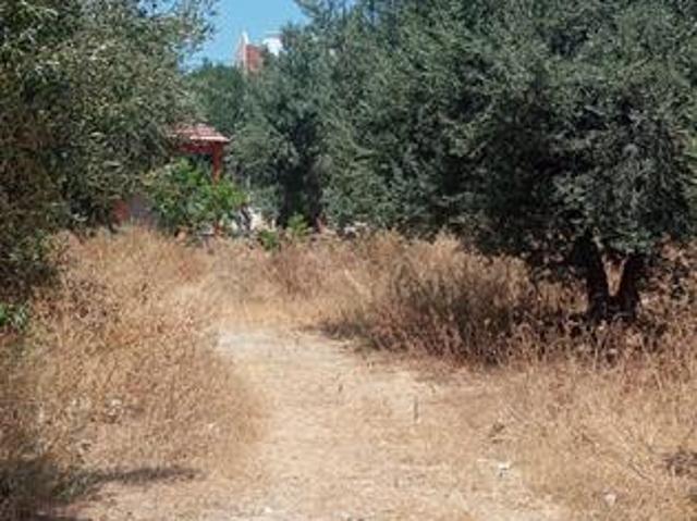 Terrain vente à Zaghouan, Bir Mcherga