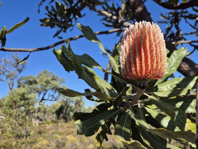 Cottage for sale in Bindoon, Western Australia