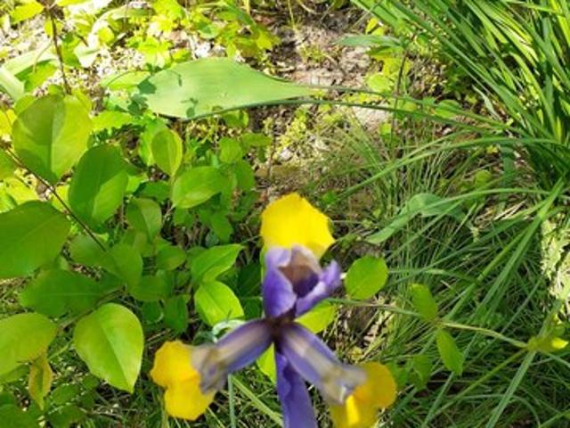 Land for sale in Tennessee