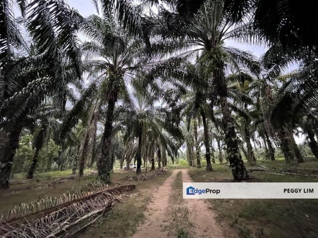 Shop for sale in Perak, Trong