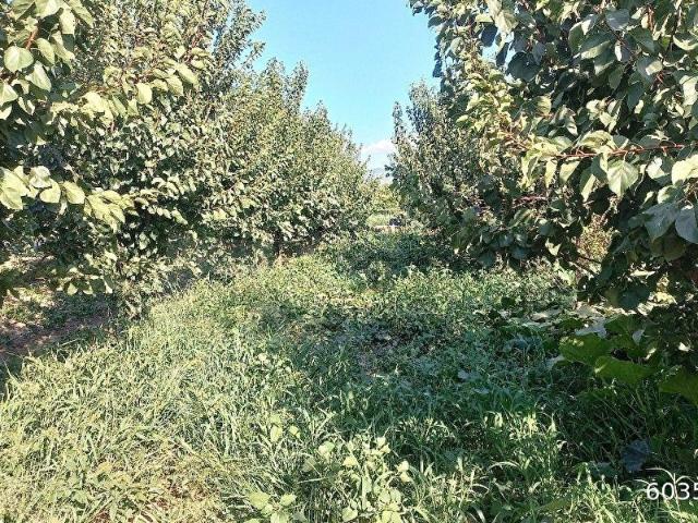 Menemen, İzmir içerisinde satılık Arsa
